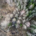 SQDA Przygotuj się do EUDR - wdrożenie EUDR